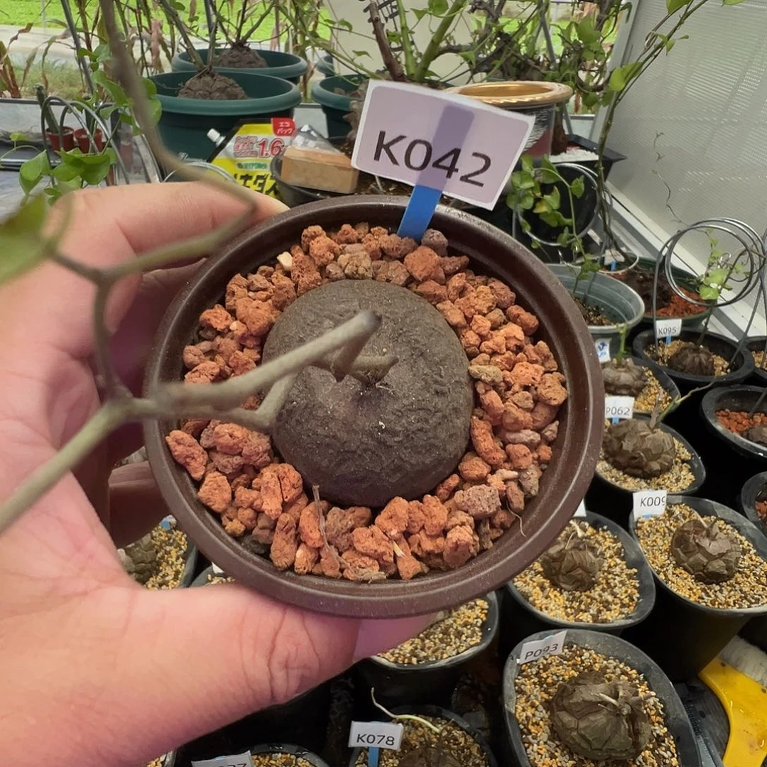 多肉植物专拍 一物一拍 南非龟甲龙042