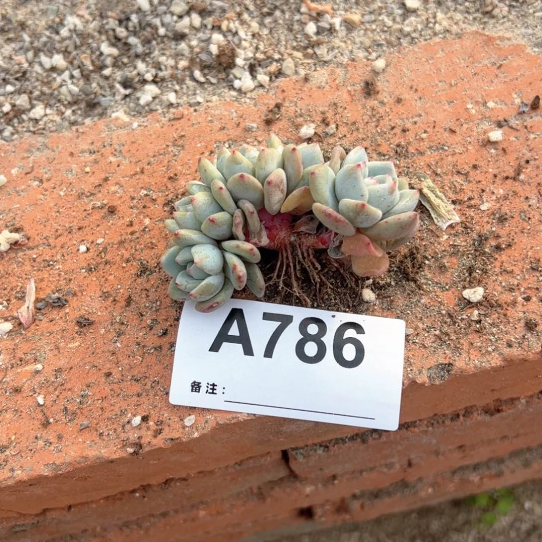 786多肉多肉多肉