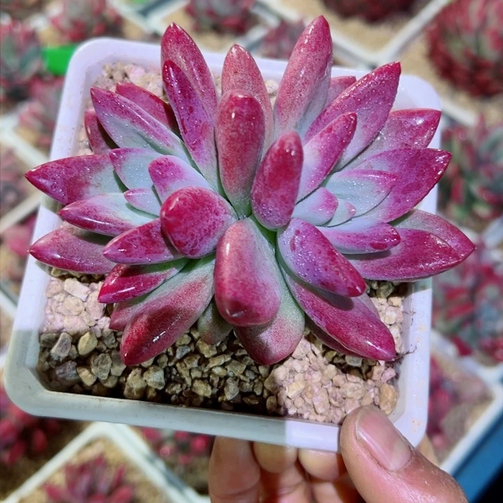 精品多肉植物老桩