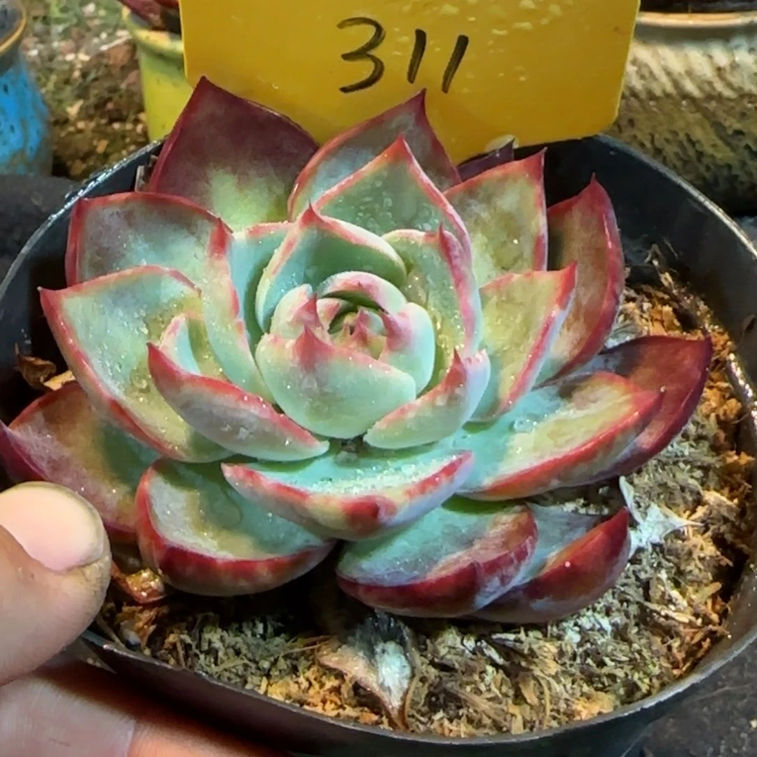 三角惊鸿一物一拍包装收缩花旱311