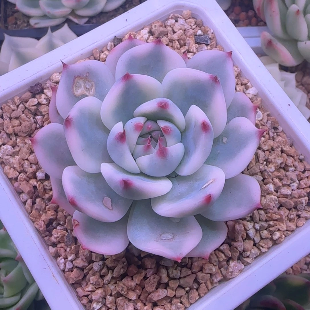 喜****328吉娃娃锦 多肉植物