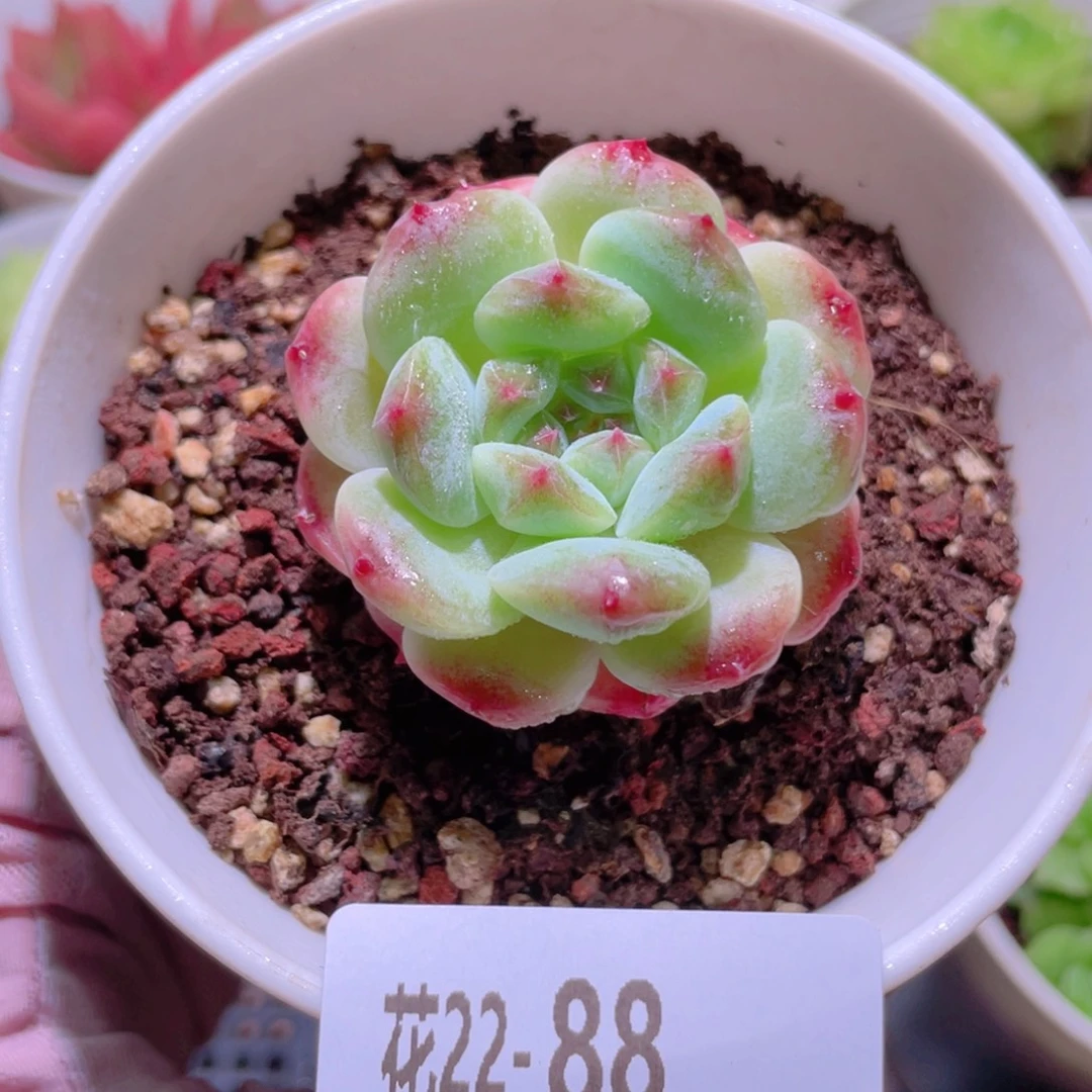 花利美22-88秘境冰魄