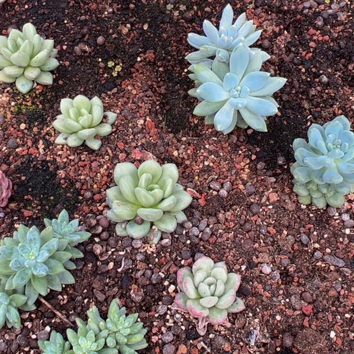 二***肉黄金象牙一颗肉肉