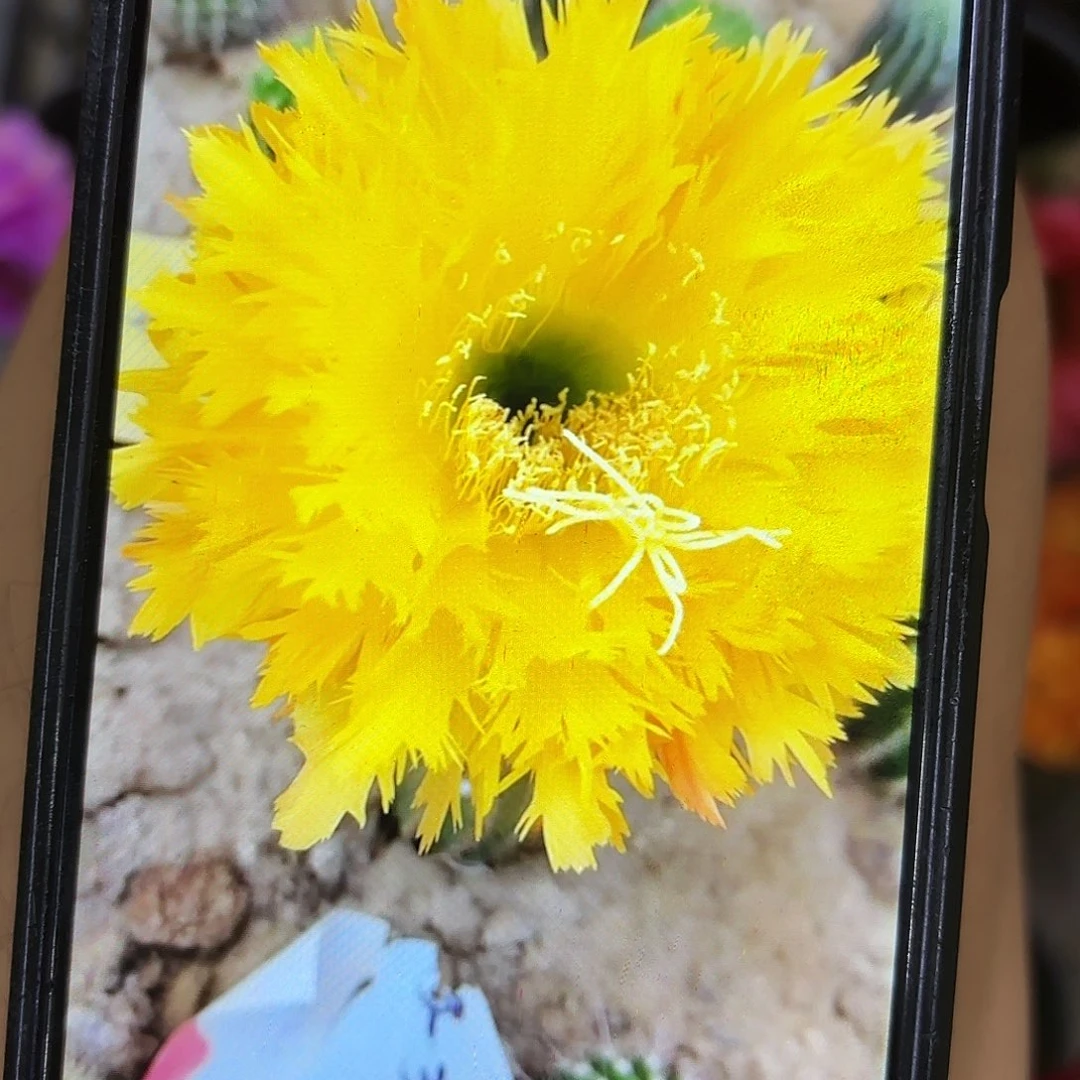 黄据齿毛侧牙20包邮仙人球