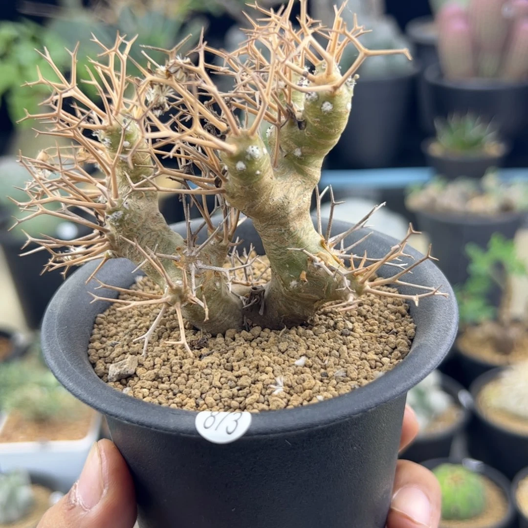 黑鬼殿厚敦菊一物一拍