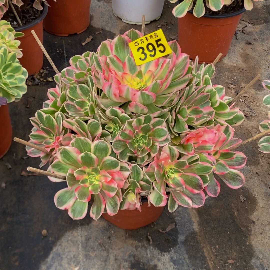 星***辰多肉玉芙蓉0003950000