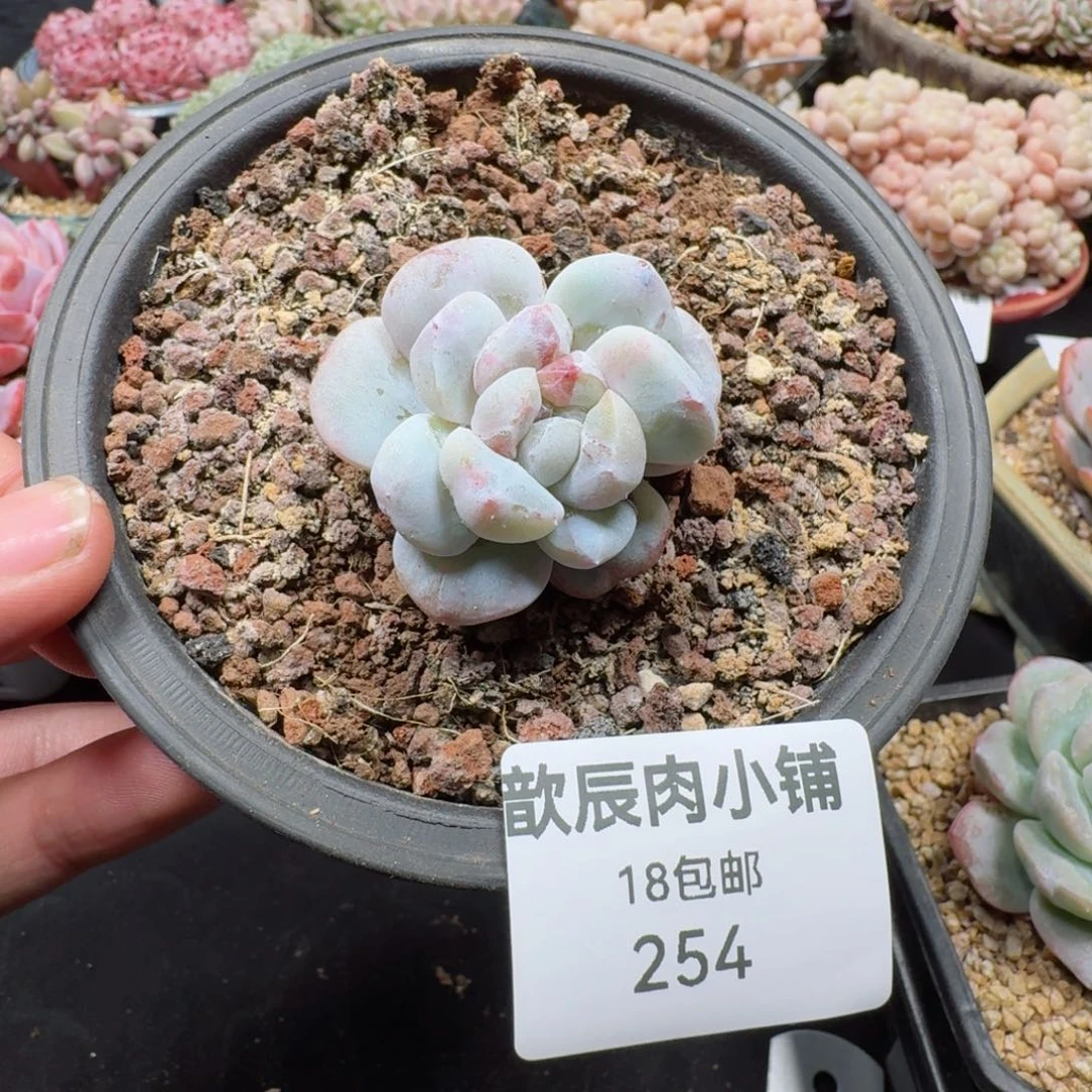 布*多肉植物  254  冰玉石化