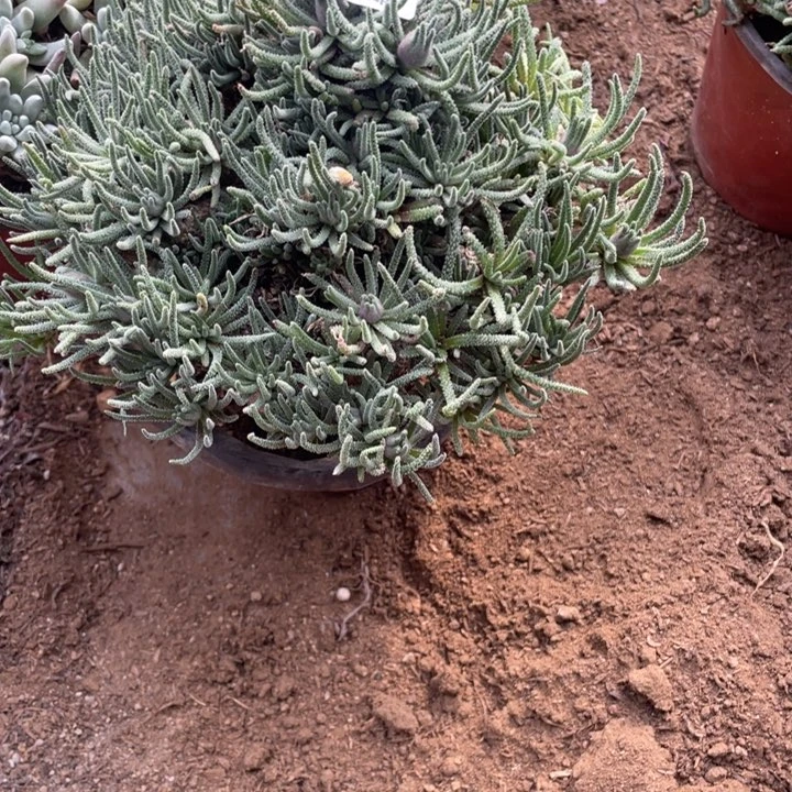 443号天赐多肉植物