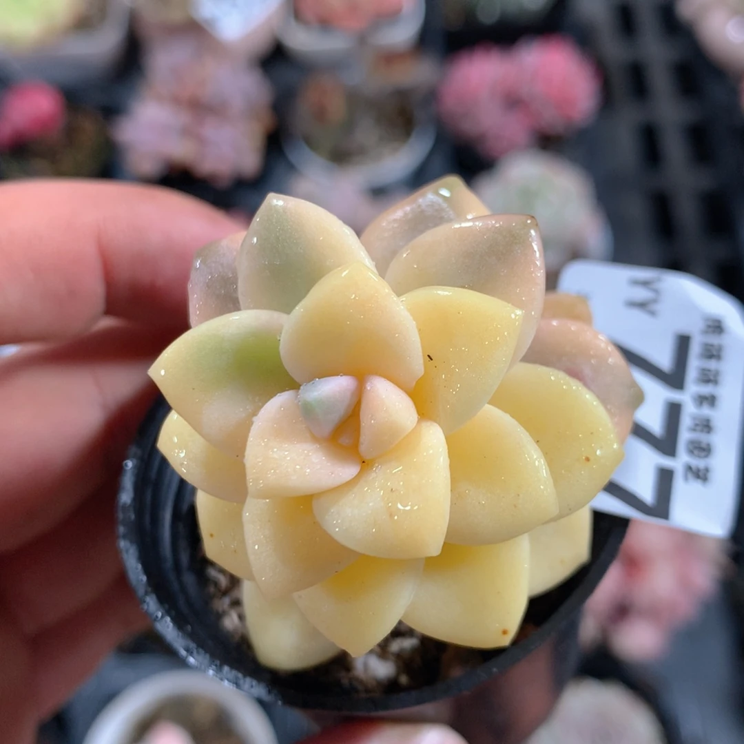 5CM拇指盆精控多肉YY777