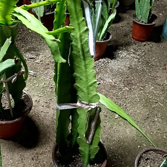 用***5完全开放令箭何花220号