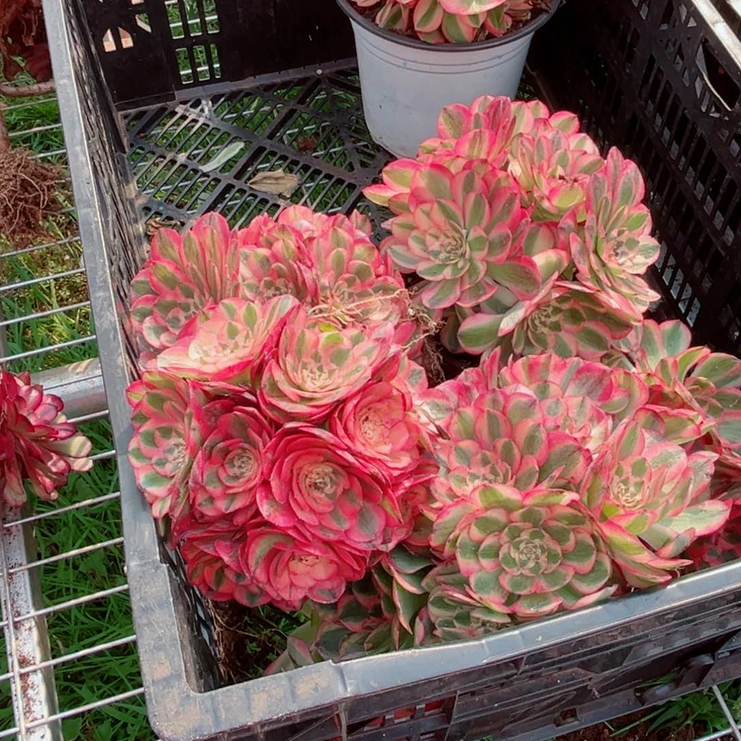 小号荔枝量拍多肉法师