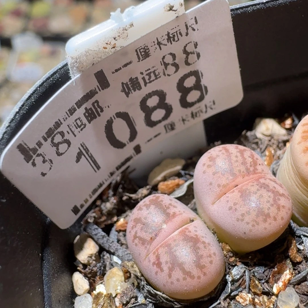 Sss清清清了便宜1088