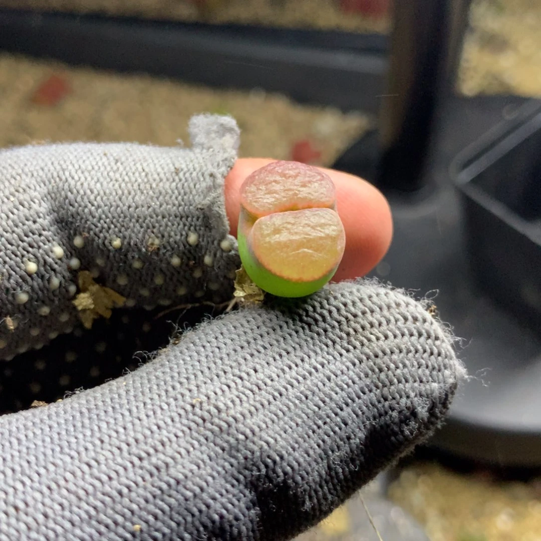 冬*183磁铁风铃一颗