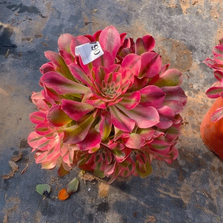 多肉香妃法师790