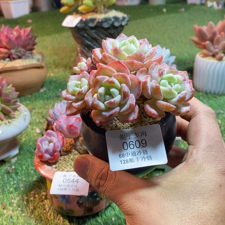 翠***）0609啊啊啊啊啊啊啊啊啊啊