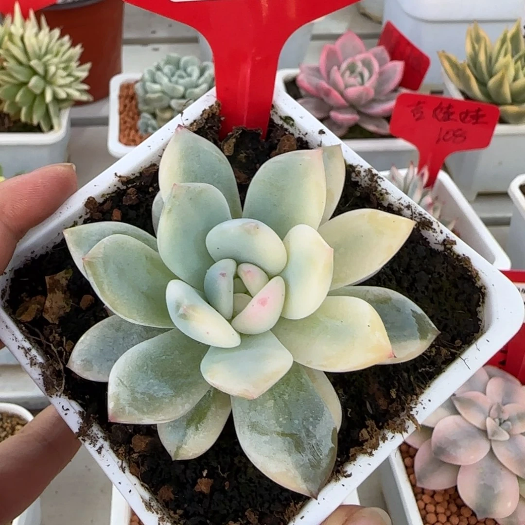 242粉梦露锦多肉植物