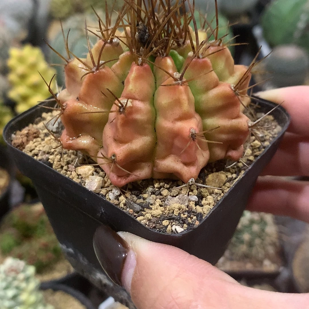 实生根龟甲牡丹仙人球