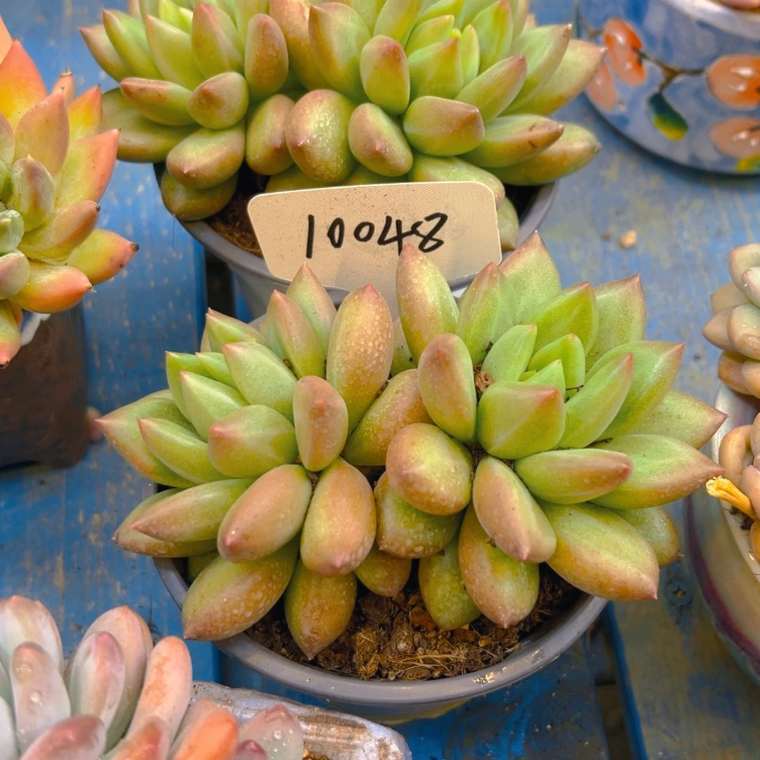 小***巴米其林10048号一物一拍