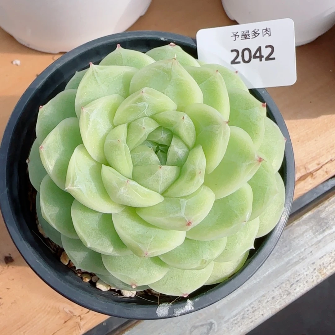 梨花白，2042多肉植物