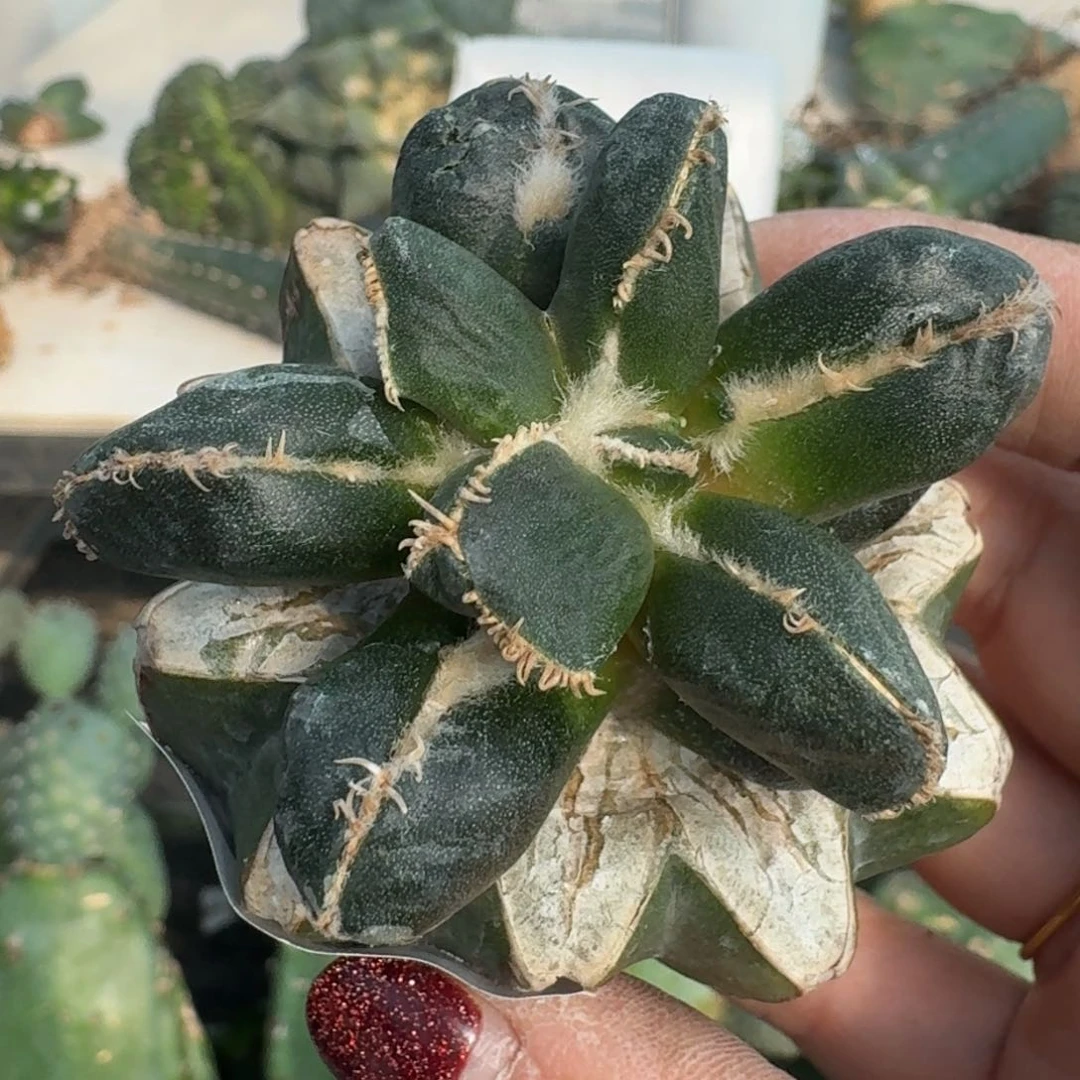 【闪购商品】无花朵晨*拇指蛋尤397