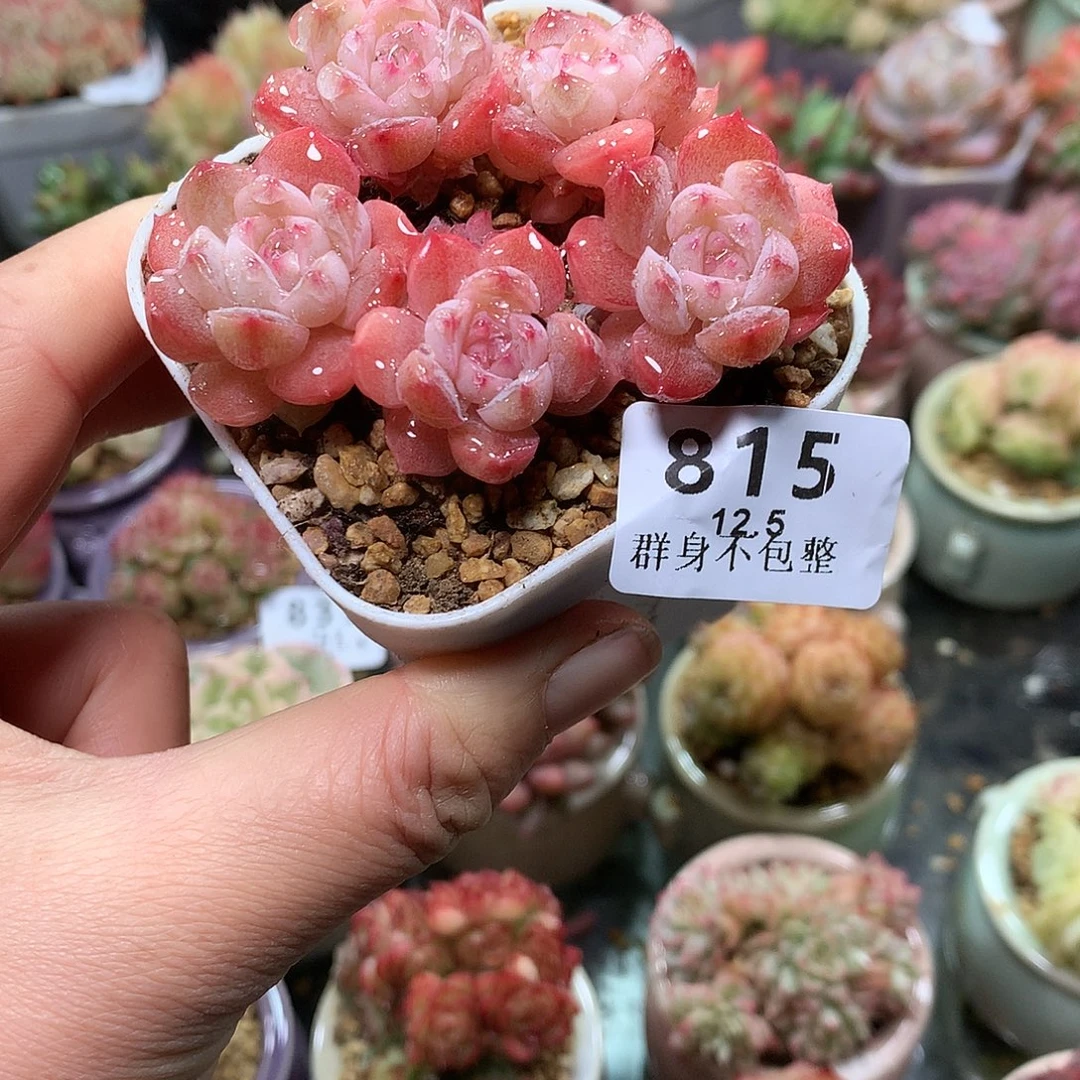 精控拇指盆12.5815