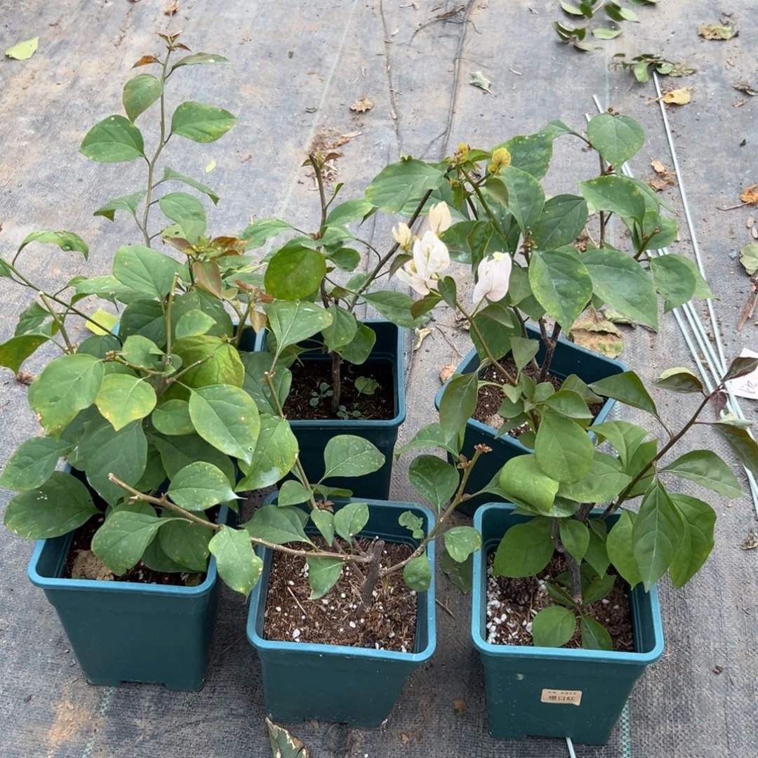 无花朵【橙口红一棵】随机发货福利款不售后