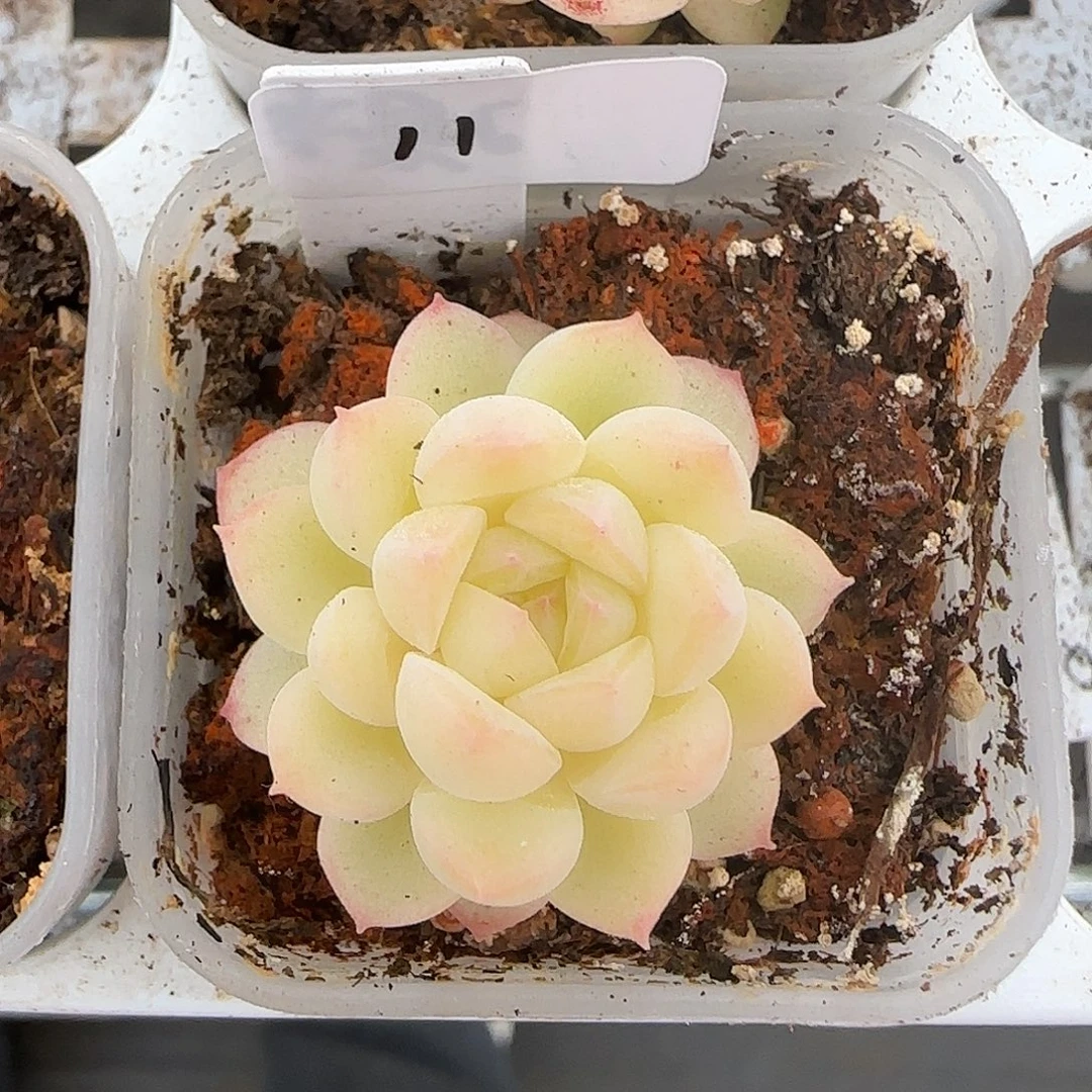 11开播福利水果糖C单头