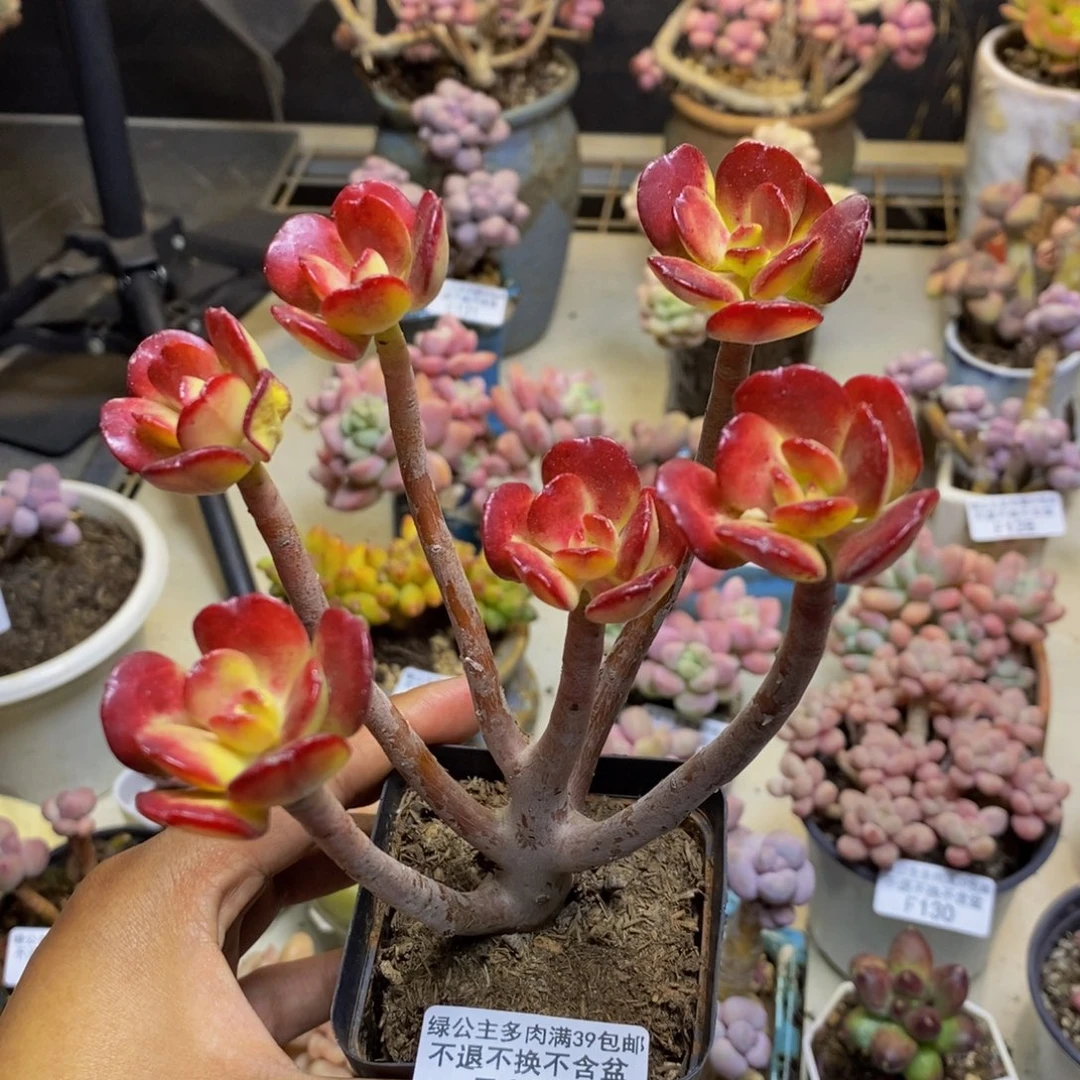 136红梅多肉肉6c m