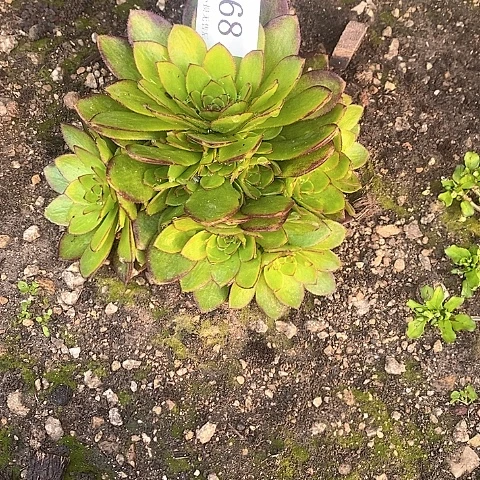 768桃花石多肉法师
