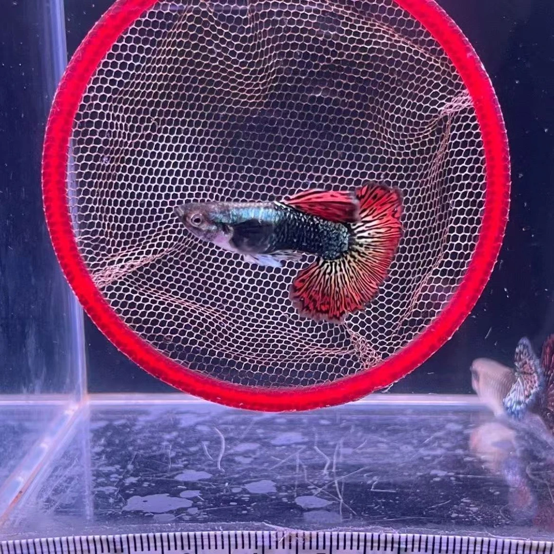 红龙精品孔雀鱼小型观赏鱼,泰系红龙原线进口孔雀鱼热带鱼