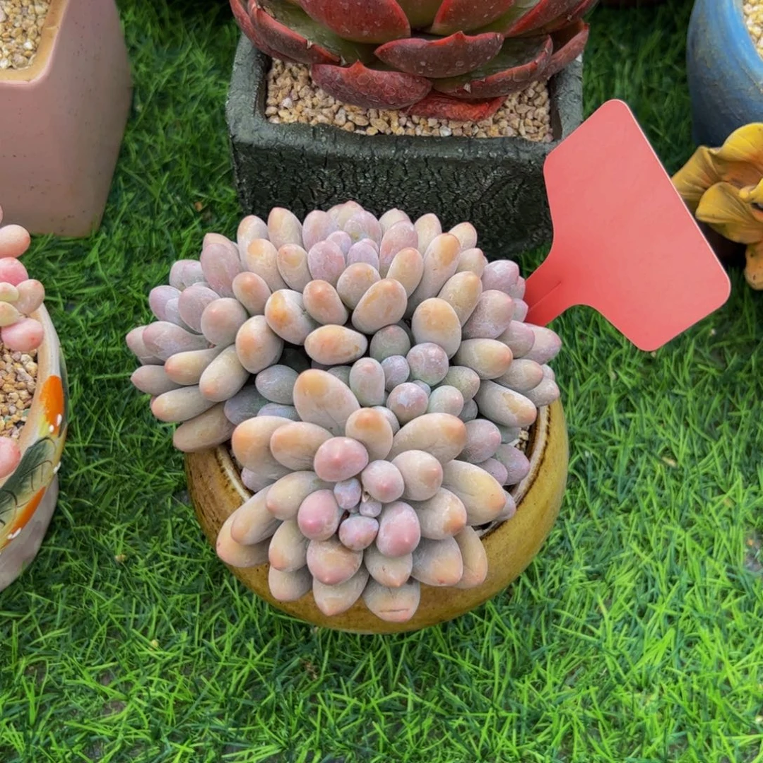 黄***落汤圆多肉植物