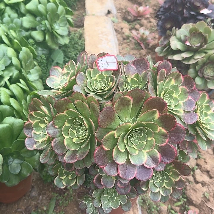 多肉植物法师61号无售后