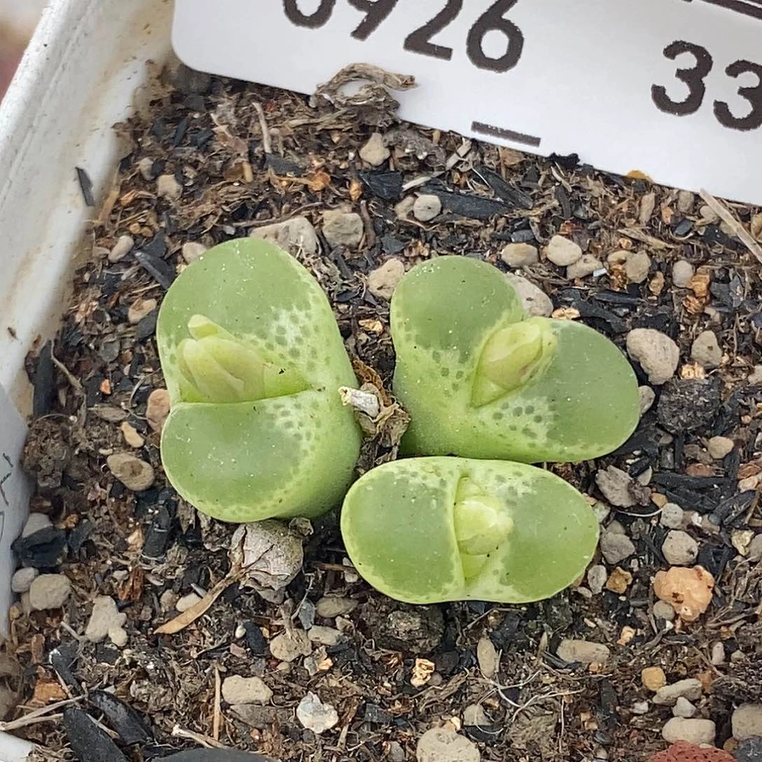 0926-33-绿眼睛。