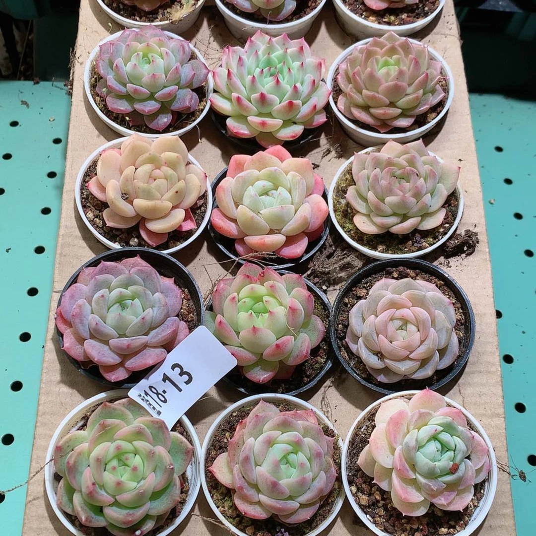 18-13一物一拍带盆18颗。