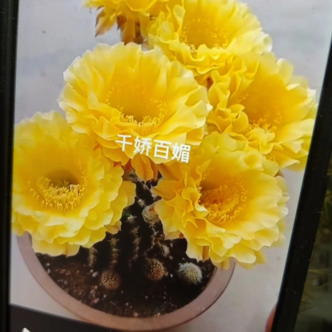 娇媚彩侧牙20包邮仙人球38