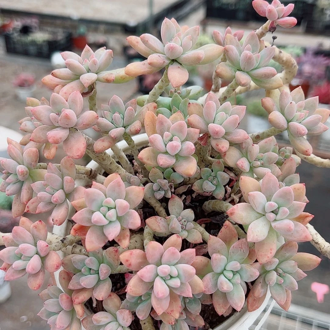 秋丽多头大盆群老桩特价