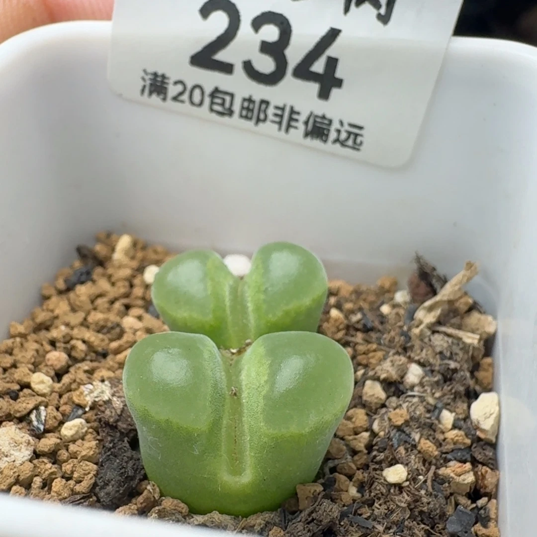极窗400带盆土。