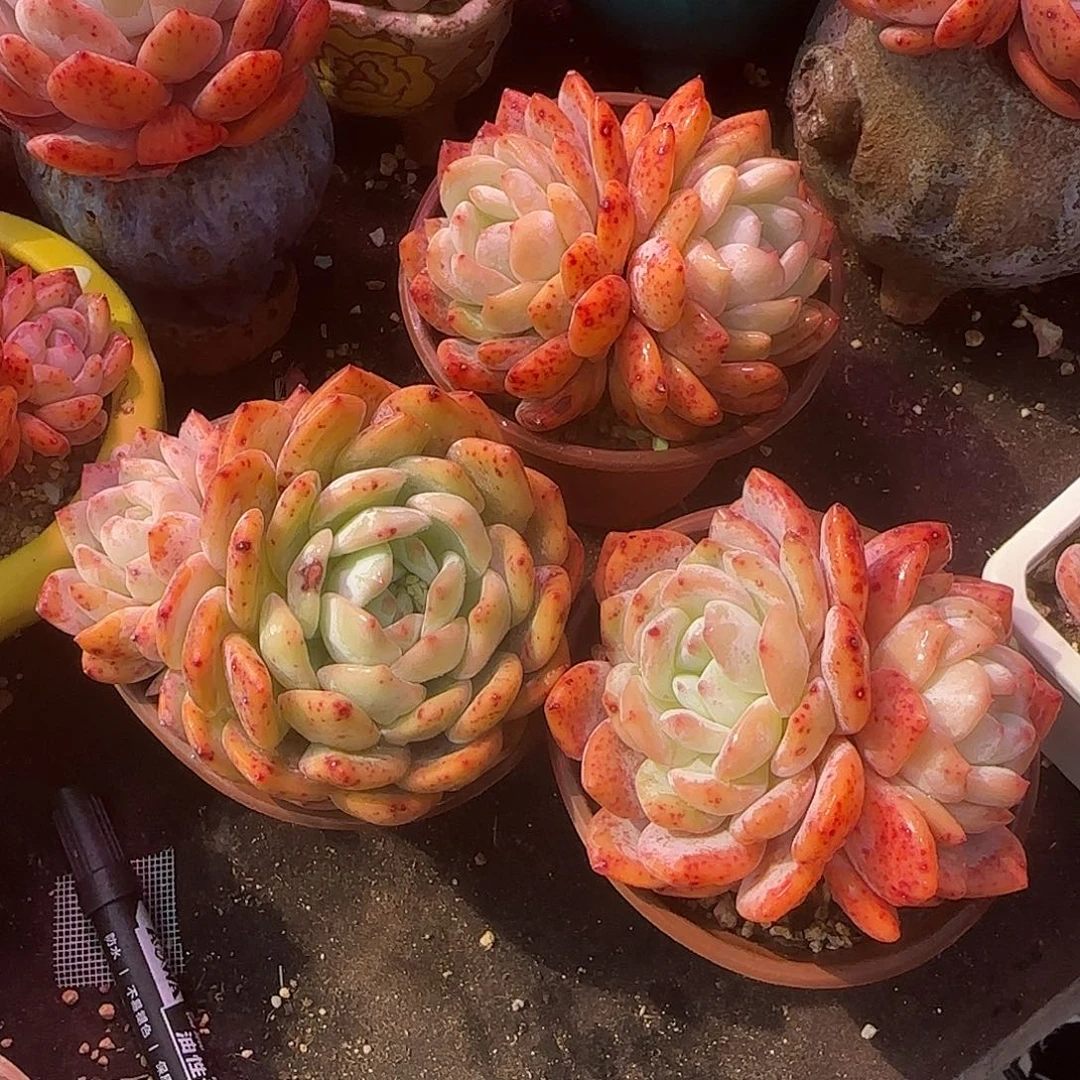 红血橙双头清棚特价