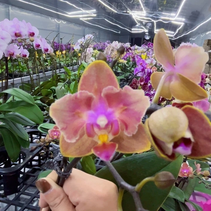 少量花朵（建议范围：2朵-5朵 或40%以下）