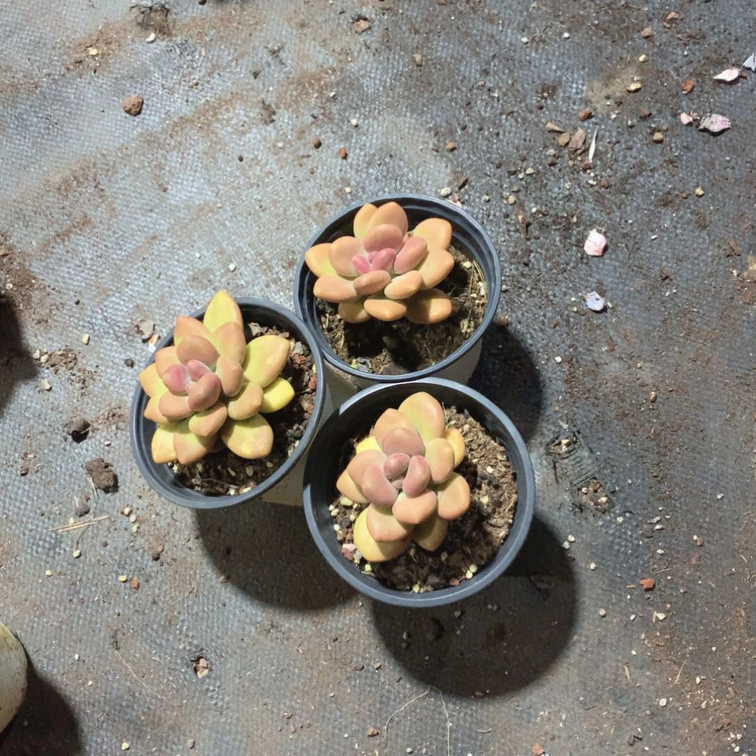 多肉植物多肉植物芒果奶