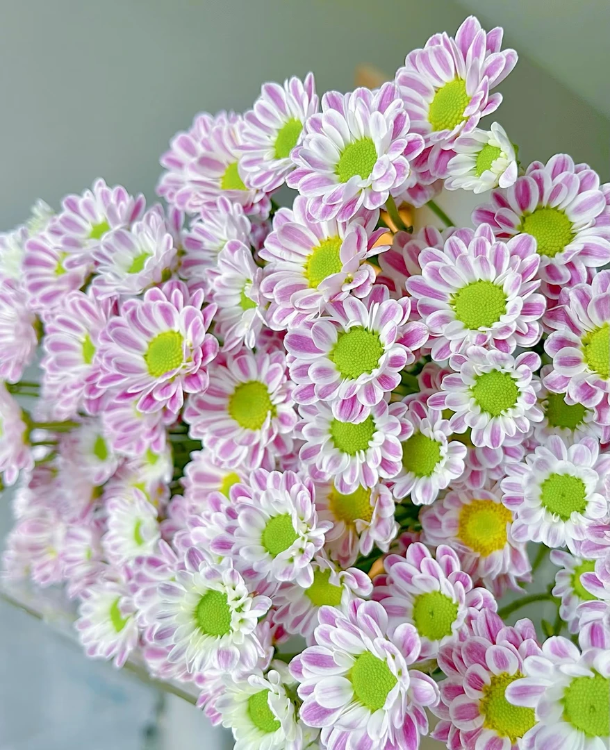 玲珑斑纹小雏菊一把（8到10支）   云南基地鲜花   家养    水养