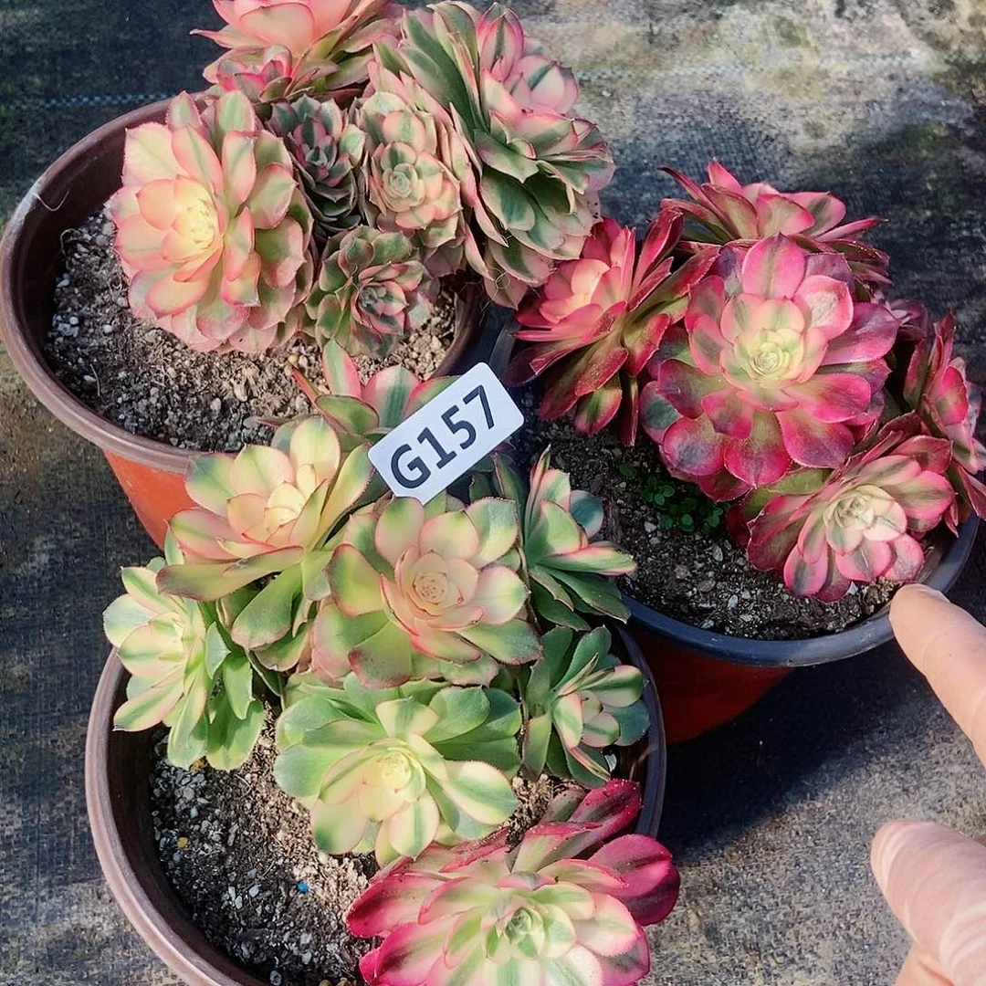 红陶我**空157套餐3颗5冠服送10.12