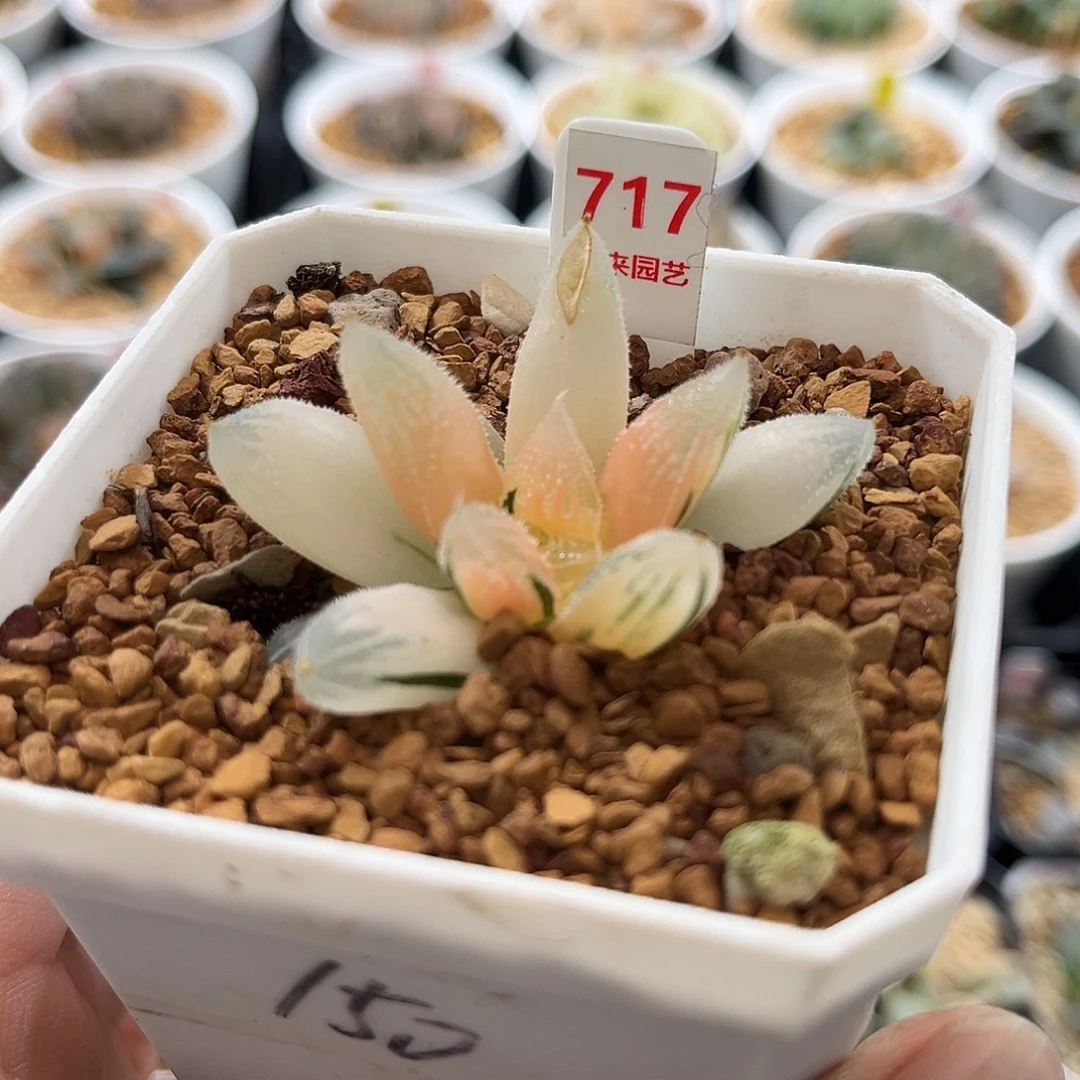 717糊斑白帝城寿锦福利