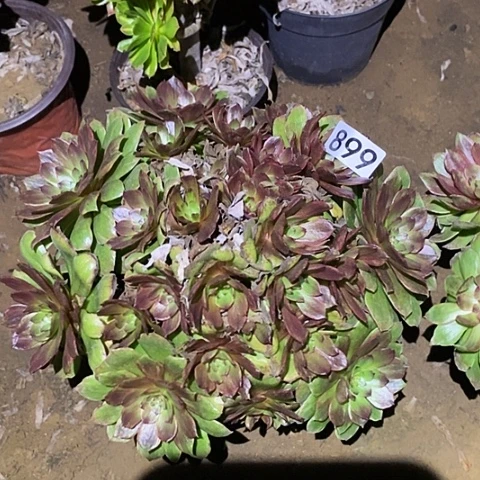 多肉植物法师899红丝绒