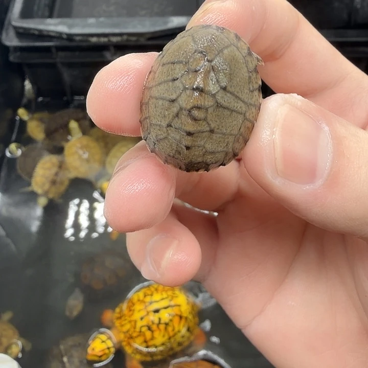 宠物龟不分公母剃刀错甲