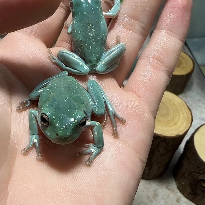 老爷树蛙两只小绿