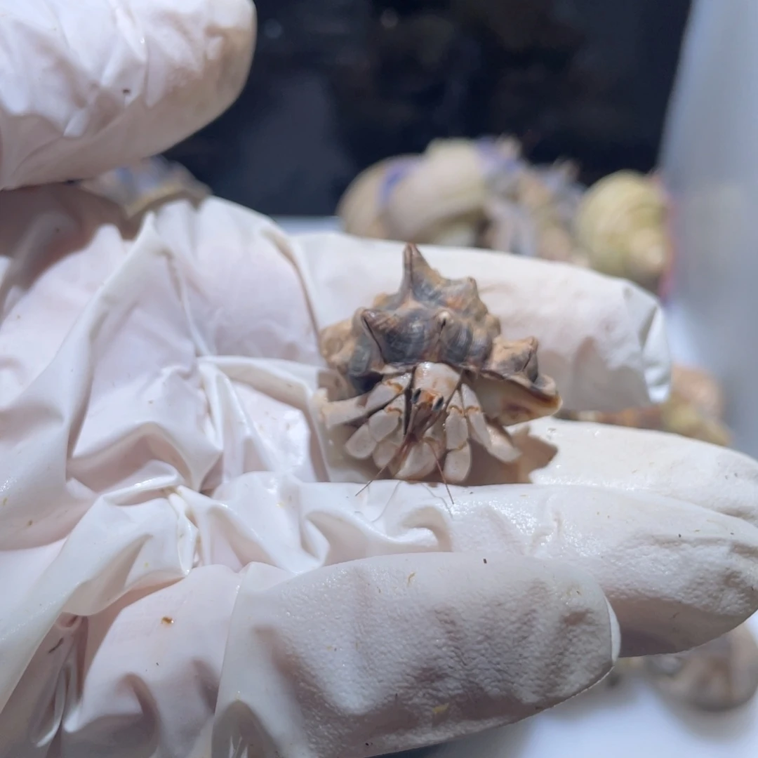 S13 下播福利了1.2口