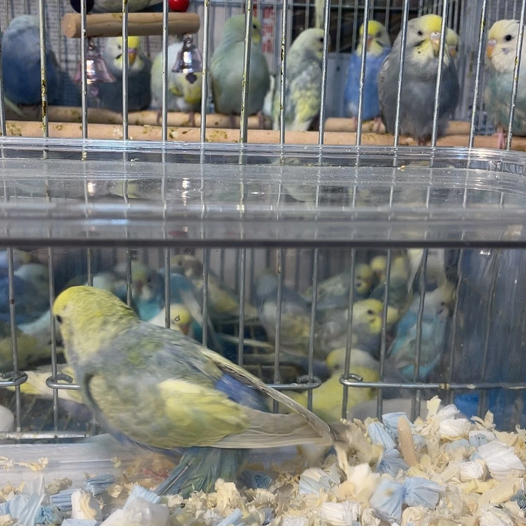 虎皮鹦鹉金彩鹦鹉