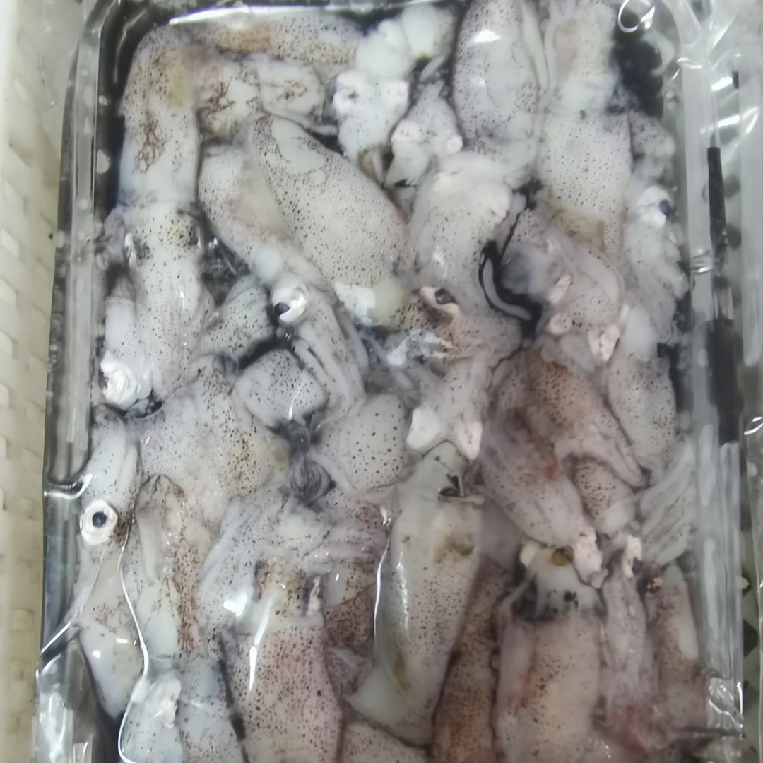 大连野生海兔顺丰包邮新鲜海味