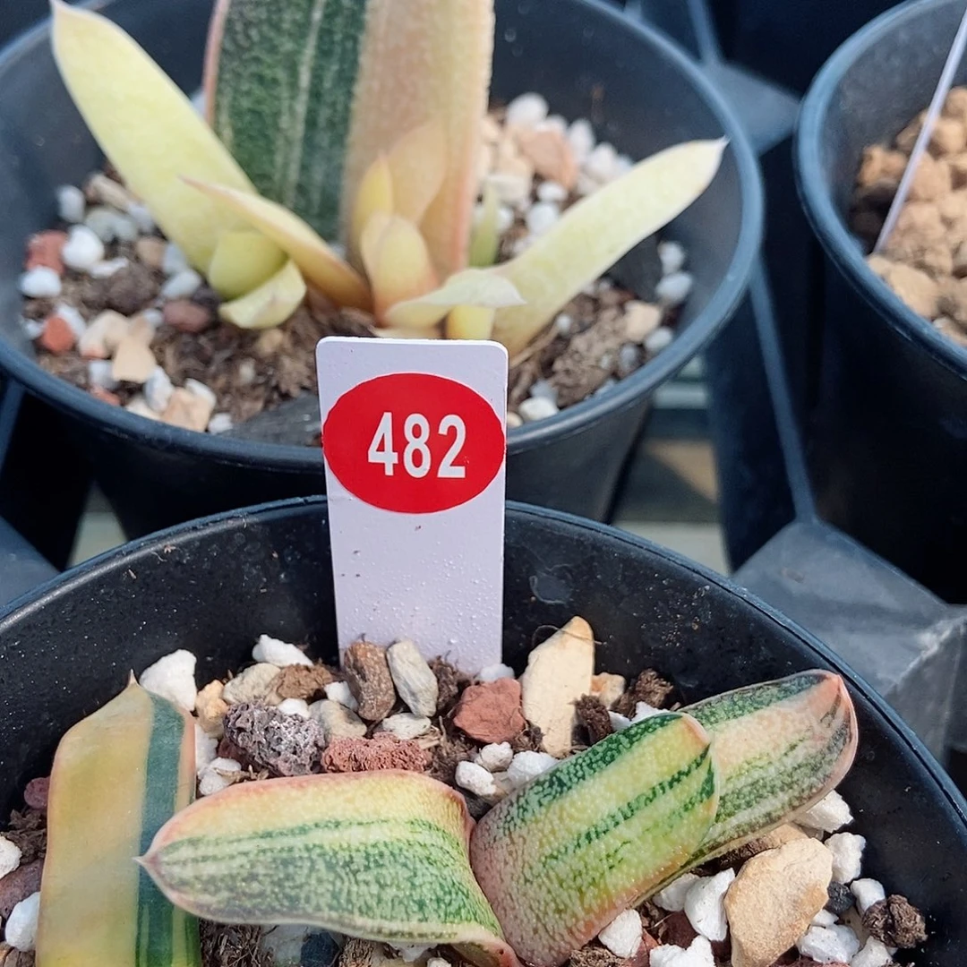 482转机上斑锦一个带盆发货